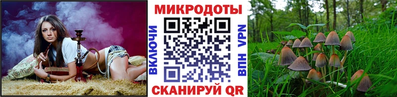 Псилоцибиновые грибы Psilocybe  Завитинск 